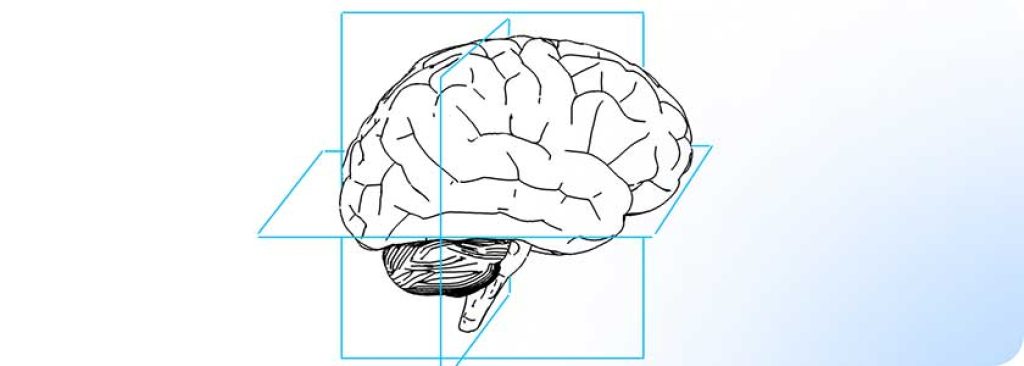 brain illustration
